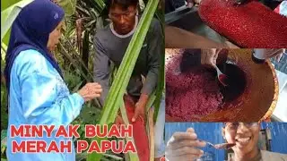 CARA MUDAH PROSES PEMBUATAN MINYAK BUAH MERAH PAPUA @TimikaShooterAngler