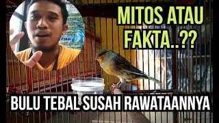 Cara Perawatan Kenari Bulu Tebal | INTERAKTIF DIAN NUR CAHYO ( DNC ) YOGYAKARTA