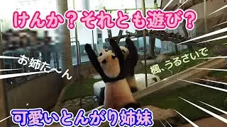 【今日の楓浜、結姉と遊んで貰う？】