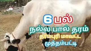 2-ஆவது ஈத்து HF மாடு | 6 பல் | விவசாயிகளுக்கு சிறந்த வாய்ப்பு|maruthu360 #cow #cowfarm