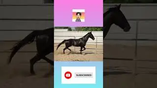 animal puzzle for kids #shorts #educativegames #gamesforkids #puzzlegame