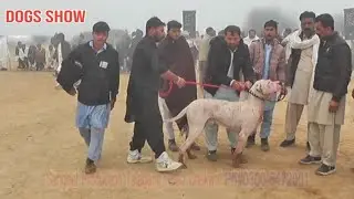 Champion bully dogs |  OUT CLASS BULLY DOGS | biggest bully dogs | famous bully dogs