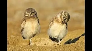 Why do owls stand on one leg