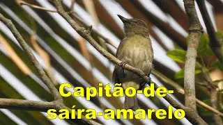 Canto Capit&atilde;o-de-sa&iacute;ra-amarelo (Attila spadiceus) #birds #avesdobrasil #birdsounds #wildlife