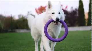 Dog&cat mep whatever forever&mdash;PART 4