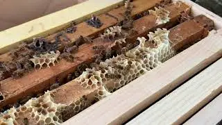 1st Hive Inspection with new nuc!