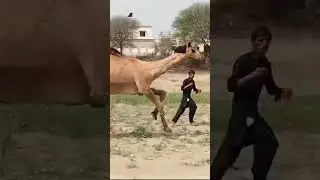 #camel dance nawa kot #layyah punjab pakistan