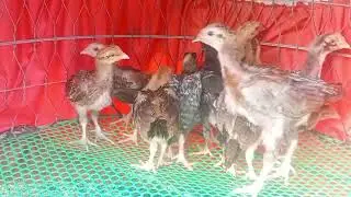 17/1 26,kkuyên mãi,đăng ki kenh