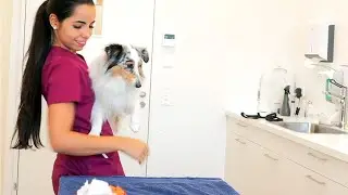 Tiermedizinische/r Praxisassistent/in EFZ