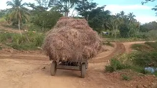 Transportation to Pagiri boiler for production of Pagiri oil