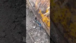 ELECTRIC BLUE-TAILED SKINKS!! 💙🩵