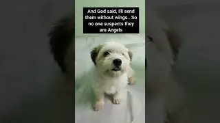 Angels without wings💙 🐾 #shorts #cute #dog #happy #angel #animals