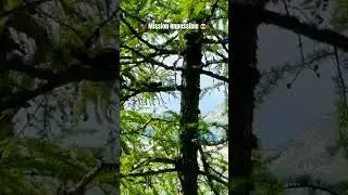 L&rsquo;atleta dei boschi d&rsquo;Efra, passeggiando in val Verzasca verso lago d&rsquo;Efra