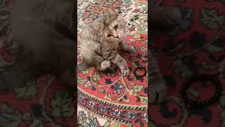 Клёпа раzучивает ноvые трюки!!! #немешаю #cat #красиваякошка #homeless #kitten #music