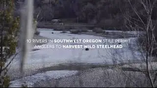 Release Wild Steelhead in Southwest Oregon