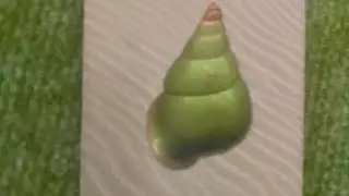 Green Tree Snail -Ocean Oracle Message #oceanoraclecards #shamanicpractices #seashells