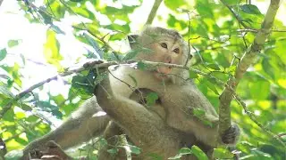 Monkey Brianna And Brindy Monkey MA-D.107