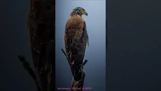 LATEST CLICKS By Johnbosco Michael #shorts #trending #birds #sony200600 #sonya7r4 #viralvideo