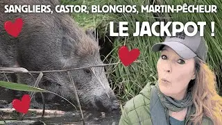90. JACKPOT  ! martin pêcheur, blongios, sangliers, et castor, le même soir !!!