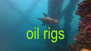 Diving Southern California's Oil Rigs