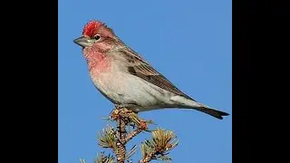 22 Cassin's Finch--a conifer forest mimic!