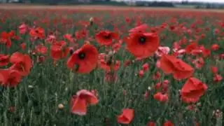 ANZAC Brown Slouch Hat.wmv