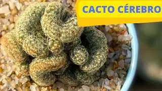 MAMMILLARIA ELONGATA ´CACTO CEREBRO´