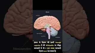 The human brain is better than Wikipedia!