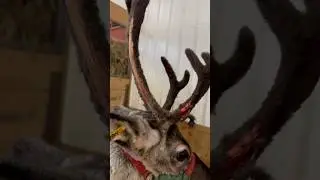 Reindeer shed their velvet every fall. It&rsquo;s a completely natural, pain-free process #facts #reindeer