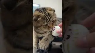 これが本当のだるま落とし！？