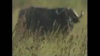 Dr. Helen Gichohi in Milking the Rhino