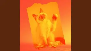 Background for Chilling Cats