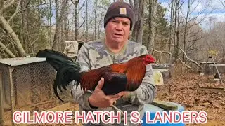 GILMORE HATCH Beautiful Birds Steve Landers Farm | Juan Santos Farm Visit
