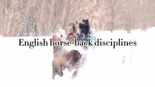 Different types of English Riding // Explaining English Riding Disciplines in 2 minutes