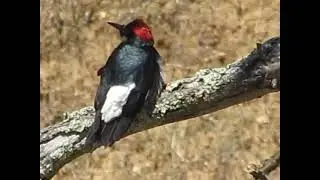 The Acorn woodpecker uses &ldquo; disruptive coloration&rdquo; which helps to conceal them from predators!
