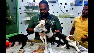 Pug Puppies | Pit-bull Puppies | Importance  of Deworming | Milk borne  infection