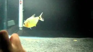 Ruby Red Spilo Piranha Chasing Glass Cleaner