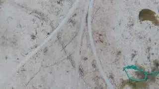 white shrimp in the stocking box