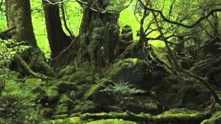 ~ VGM SELECTION - FOREST ~