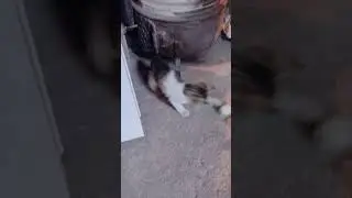 #music #cat #avianfriends #cute #avianaffection #funny #nature #adorableavians #kitten #avianantics