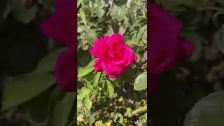 Ecstasy in pink