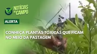 Discover toxic plants found in the middle of pastures