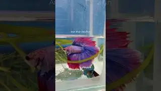 Rose tail and double tail Betta fish male female 😍 || #fish #shorts