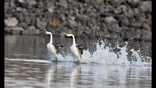 Western Grebe 西鷿鷈