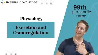 Physiology: Excretion and Osmoregulation | MCAT Crash Course