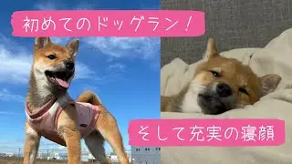 豆柴　ひめ、ドッグランデビュー！