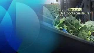 Robotisation au champ : récolter le brocoli avec des robots créés ici
