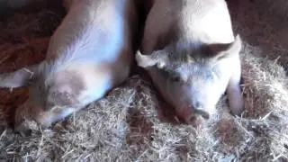 Happy Pigs at Farm Sanctuary