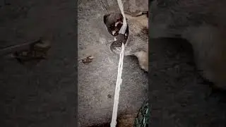Stray Dog's Miraculous Rescue: Compassion Changes Everything