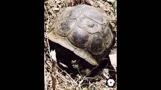 Harry Leary-finds turtle in desert 2026 #bmx #mtb #critter #clips #reels #shorts #bikelife #podcast